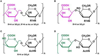 Elucidating the Interactions Between Heparin/Heparan Sulfate and SARS-CoV-2-Related Proteins—An Important Strategy for Developing Novel Therapeutics for the COVID-19 Pandemic